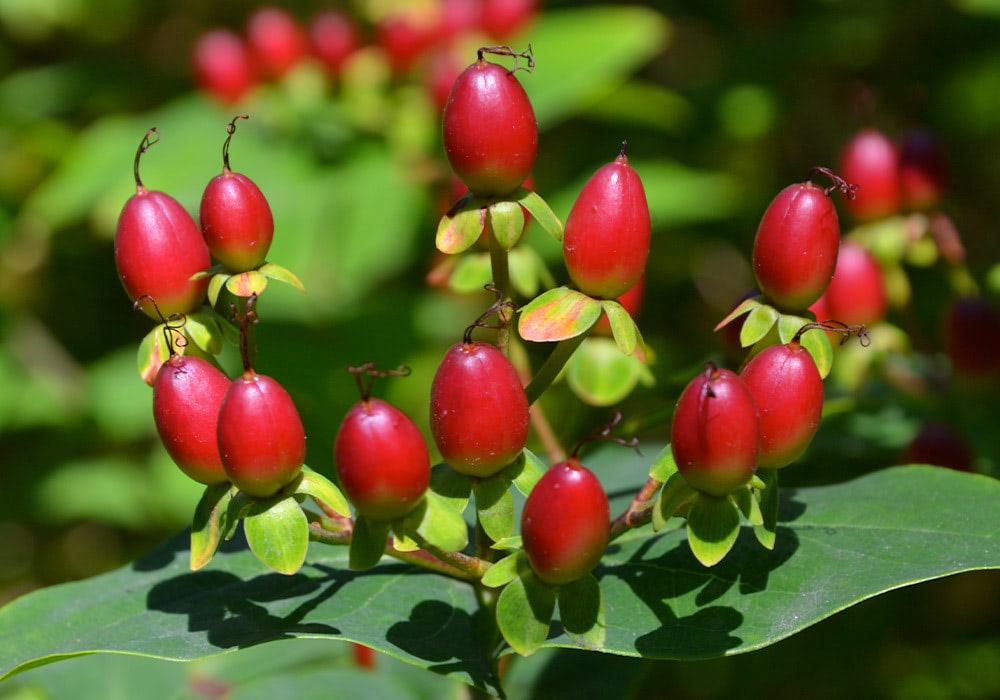 Red berries cluster on green leafy stems, vividly contrasting against a blurred natural green background in a sunny garden setting.