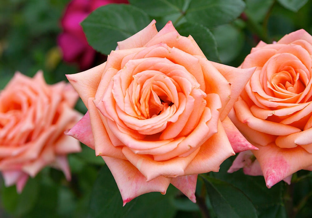 Peach-colored roses bloom amidst green leaves, with some blurred blossoms in the distant background.