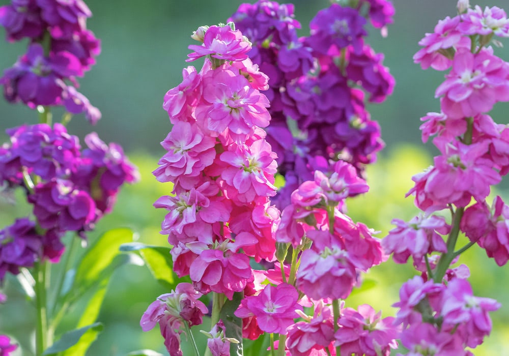 Bright pink and purple flowers bloom prominently under sunlight, surrounded by green leaves in a garden, with a soft-focus background.