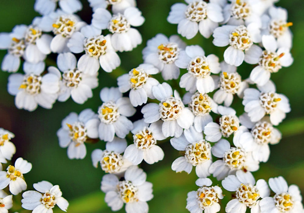 White flowers with small yellow centers bloom densely, surrounded by green leaves.