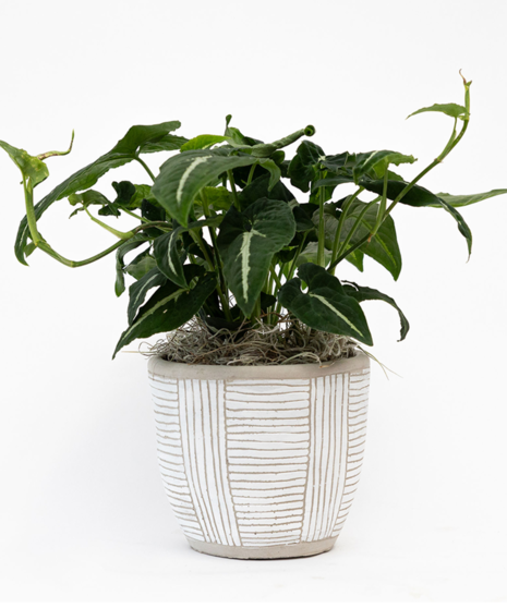 Designers Choice Green Plant