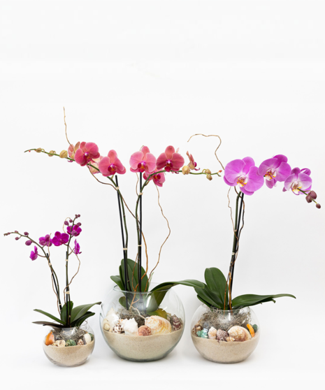 Siesta Orchids