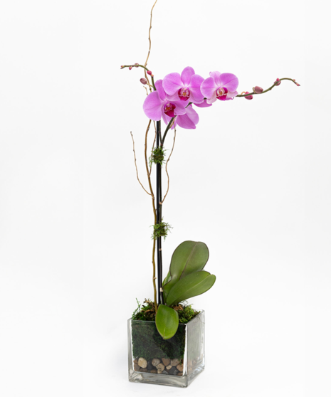 Ella Orchid Planter