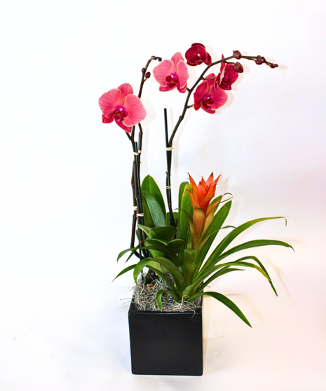 Orchid & Bromeliad Combo