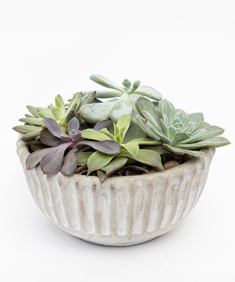 Designer's Choice Succulent Arrangement