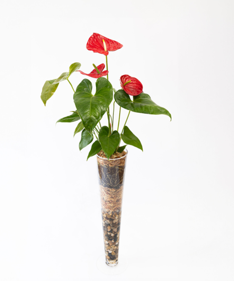 Anthurium plant in a charming container with black river rocks