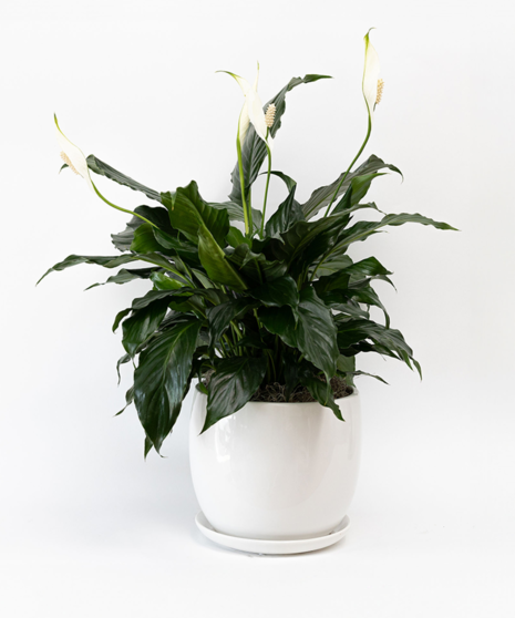 Peace Lily Planter