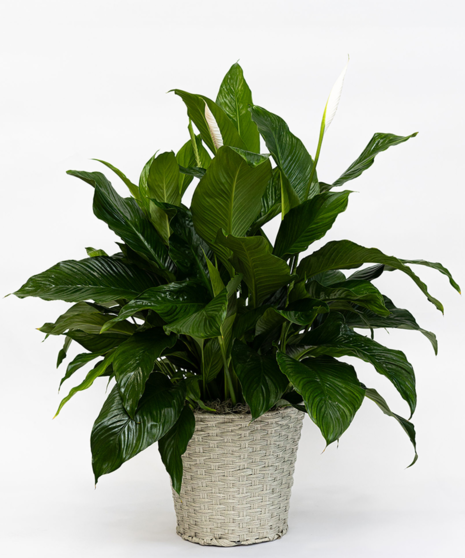 Peace Lily Plant